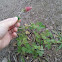 Crimson Clover
