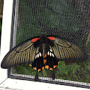 Common mormon