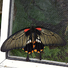 Common mormon