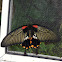Common mormon