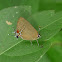 Lycaenid butterfly