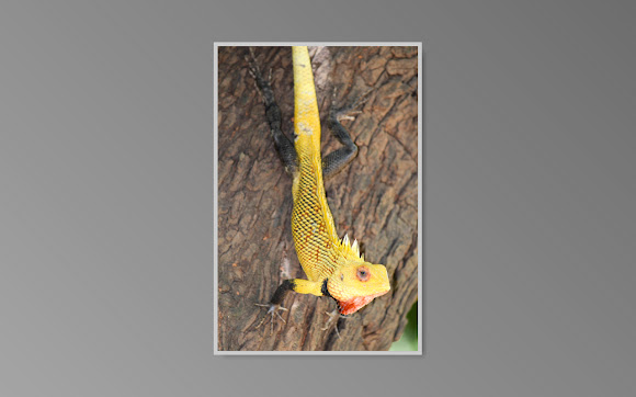 Spotting Image 1