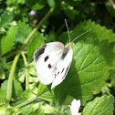 Cabbage White