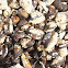 Mussels