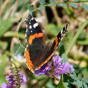 Red admiral