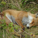 FOX