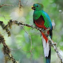 Resplendent Quetzal