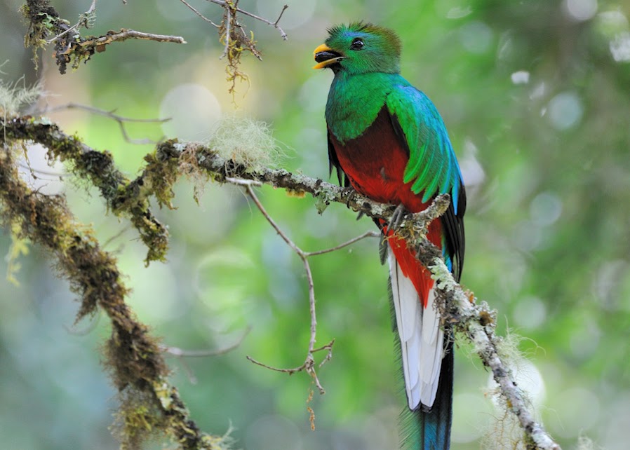 Birds of the World