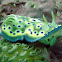 Chromodoris kuniei
