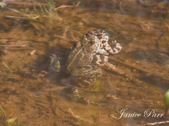 Spotting Image 1