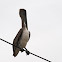 Brown Pelican