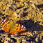 Painted Lady