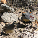 Gambel's quail