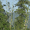 Bamboo Grove