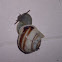snail