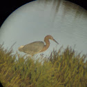 Reddish Egret