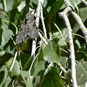 Sweetheart Underwing