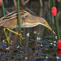 Stripe-backed Bittern