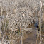 Common Muskrat lodge