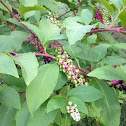 American Pokeweed