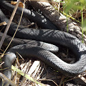 Southern Black Racer