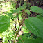 False Nettle