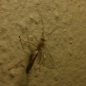 Ichneumon wasp