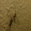 Ichneumon wasp