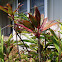 Red Ti Leaf