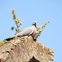 Woodpigeon