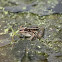 Leopard frog