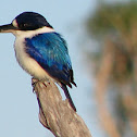 Forest Kingfisher