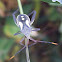 Crusader Bug