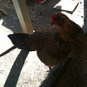 Americuana chicken