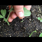 Sugar snap pea