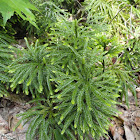 Flat Branch Ground Pine