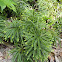 Flat Branch Ground Pine