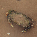 Atlantic Rock Crab