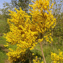Broom