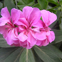 Geranium (pink)