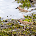 Collared Plover