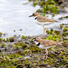Collared Plover