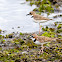 Collared Plover