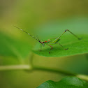 Katydid nymph