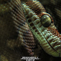 Centralian Carpet Python