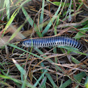 Florida Ivory Millipede