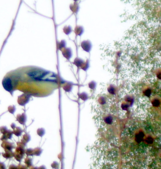Spotting Image 1