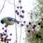 Lesser Gold Finch