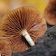 mushroom