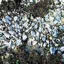 California mussel